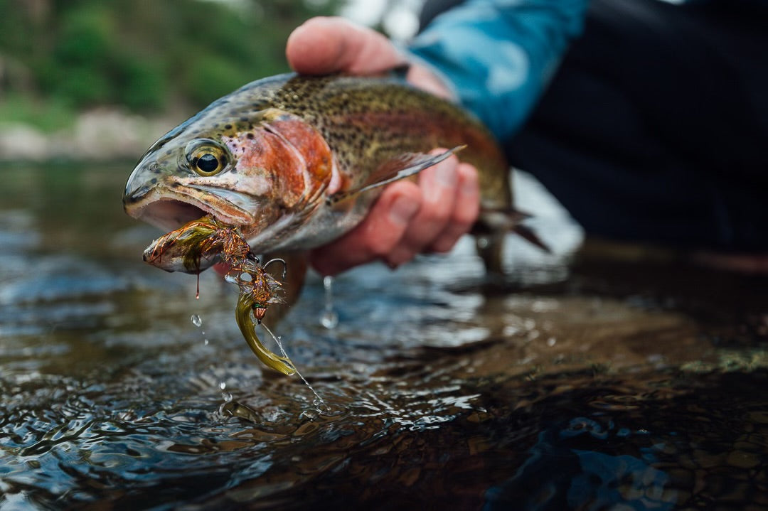 Streamer Season