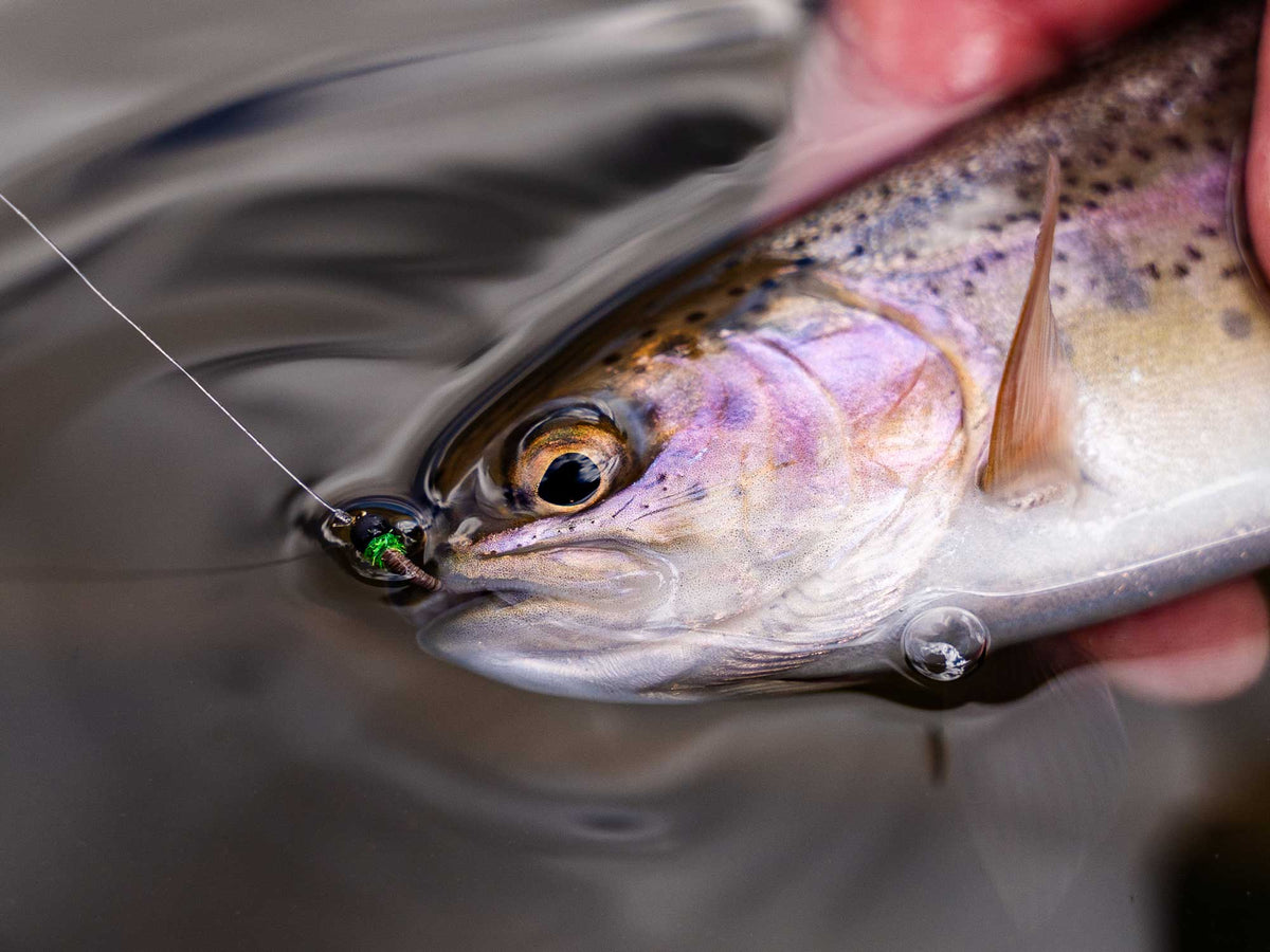 Yakoda Cased Caddis (3-Pack)