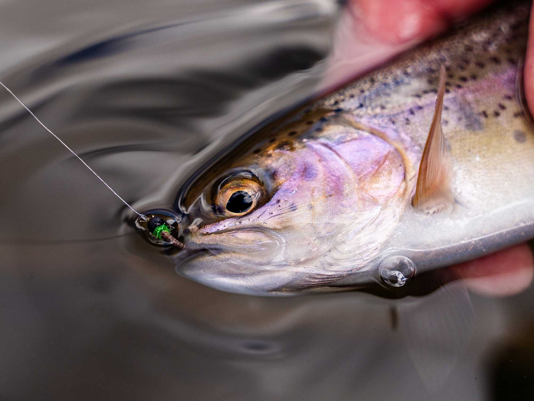 Yakoda Cased Caddis (3-Pack)