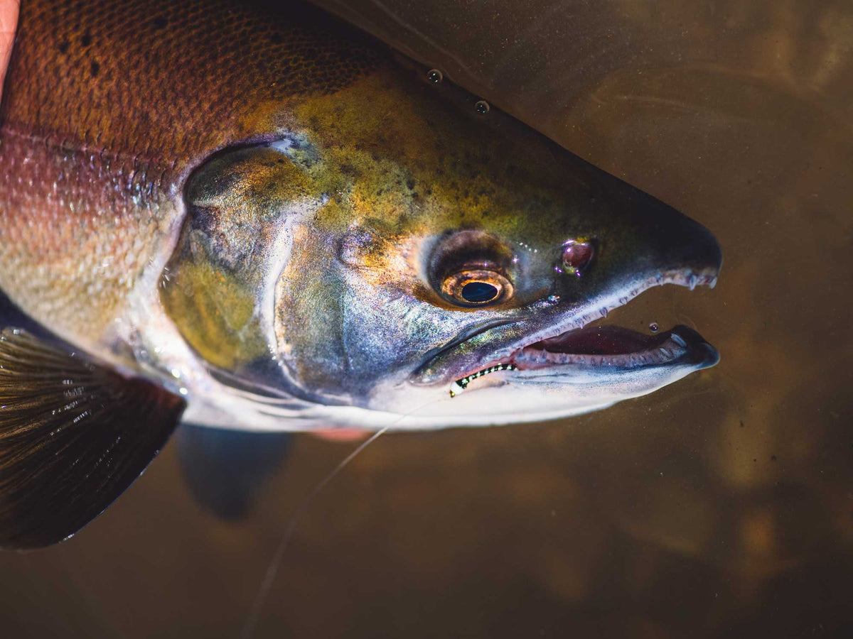 Yakoda Crystal Chironomid Larva (3-Pack)