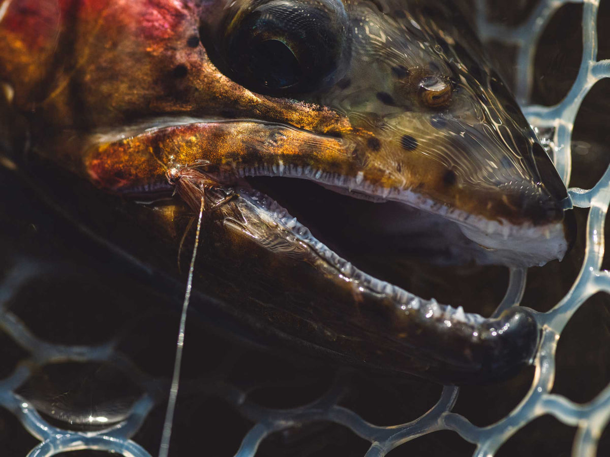 Yakoda Hot Wire CDC Pheasant Tail (3-Pack)