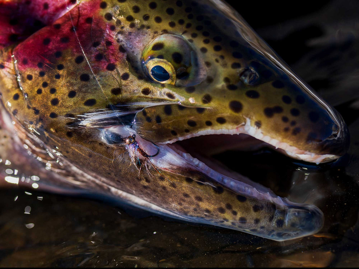 Yakoda Lip Sticker (3-Pack)