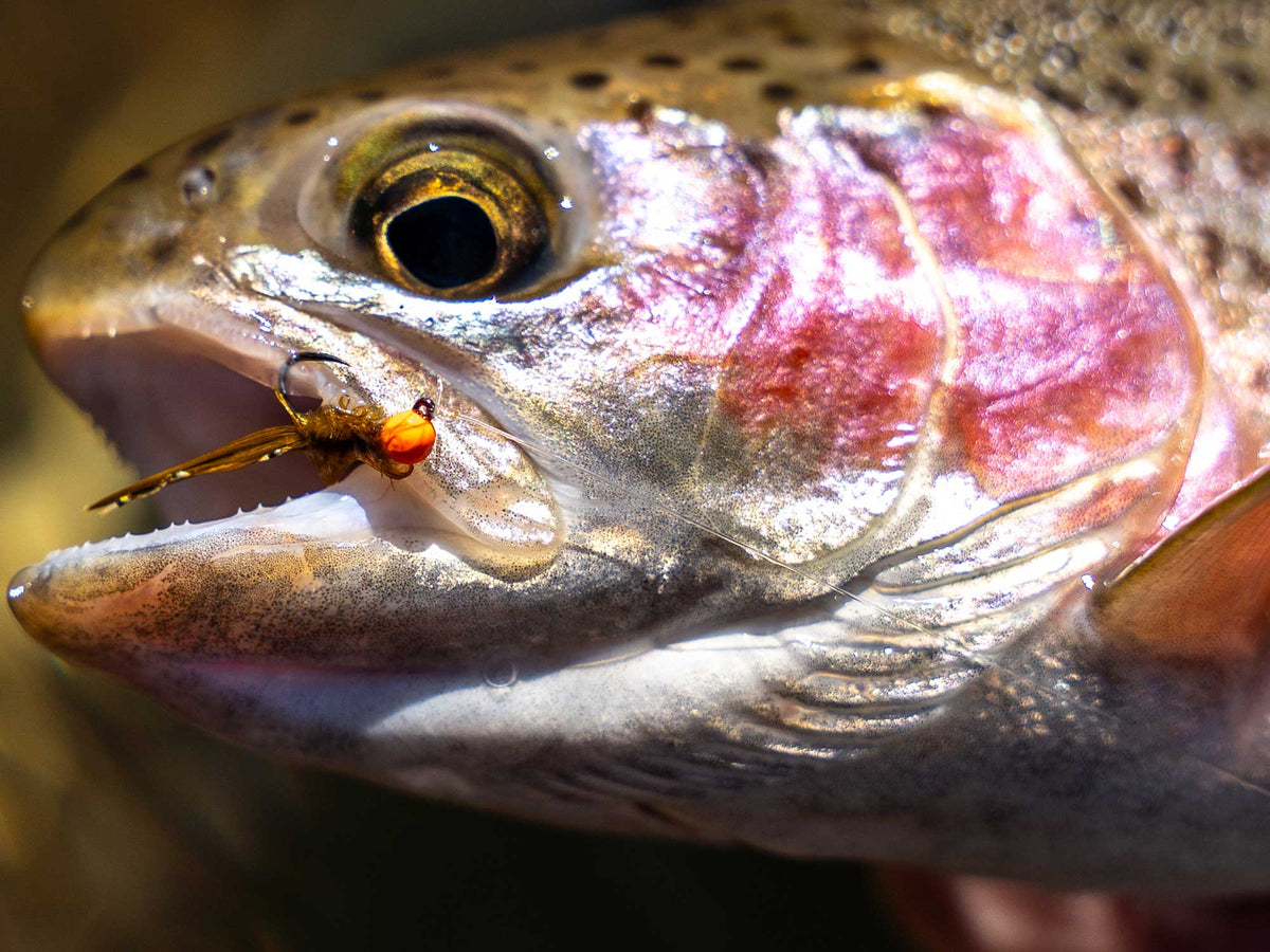 Yakoda Micro Bugger (3-Pack)