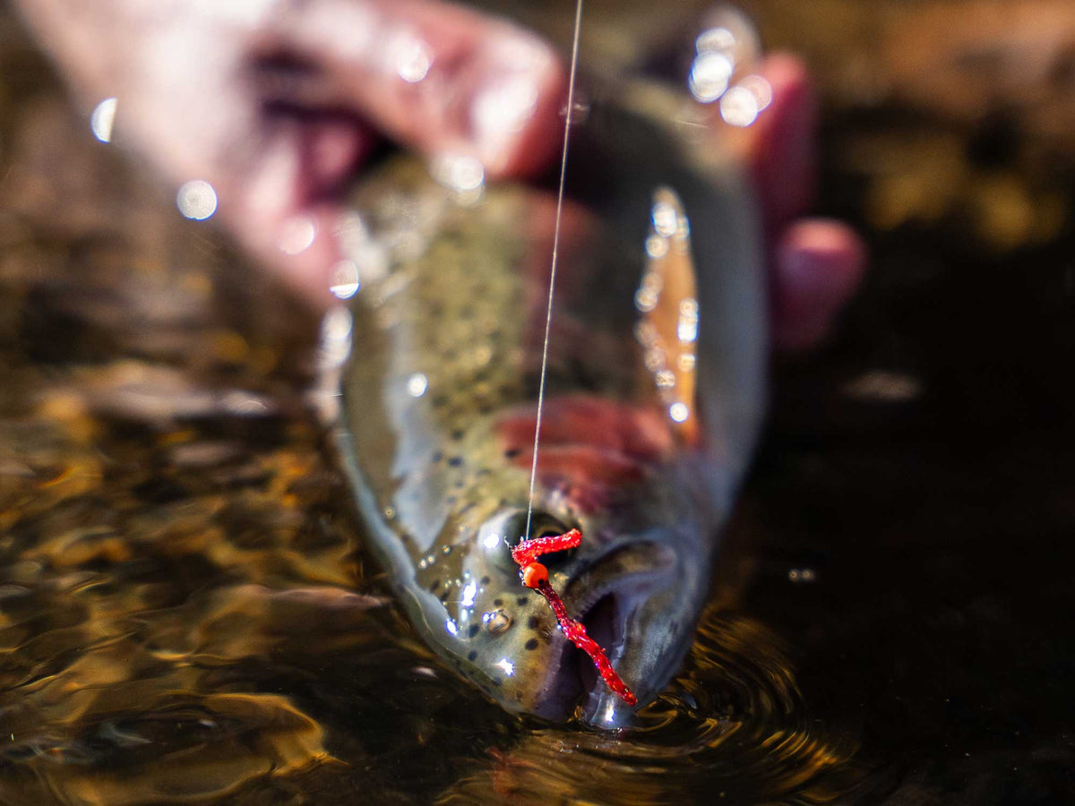 Yakoda Ol' Dirty Worm (3-Pack)