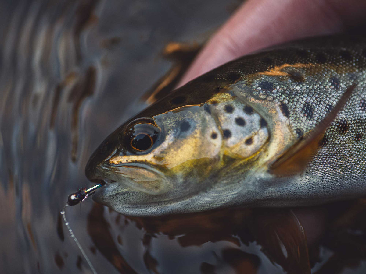 Yakoda Purple Reign (3-Pack)