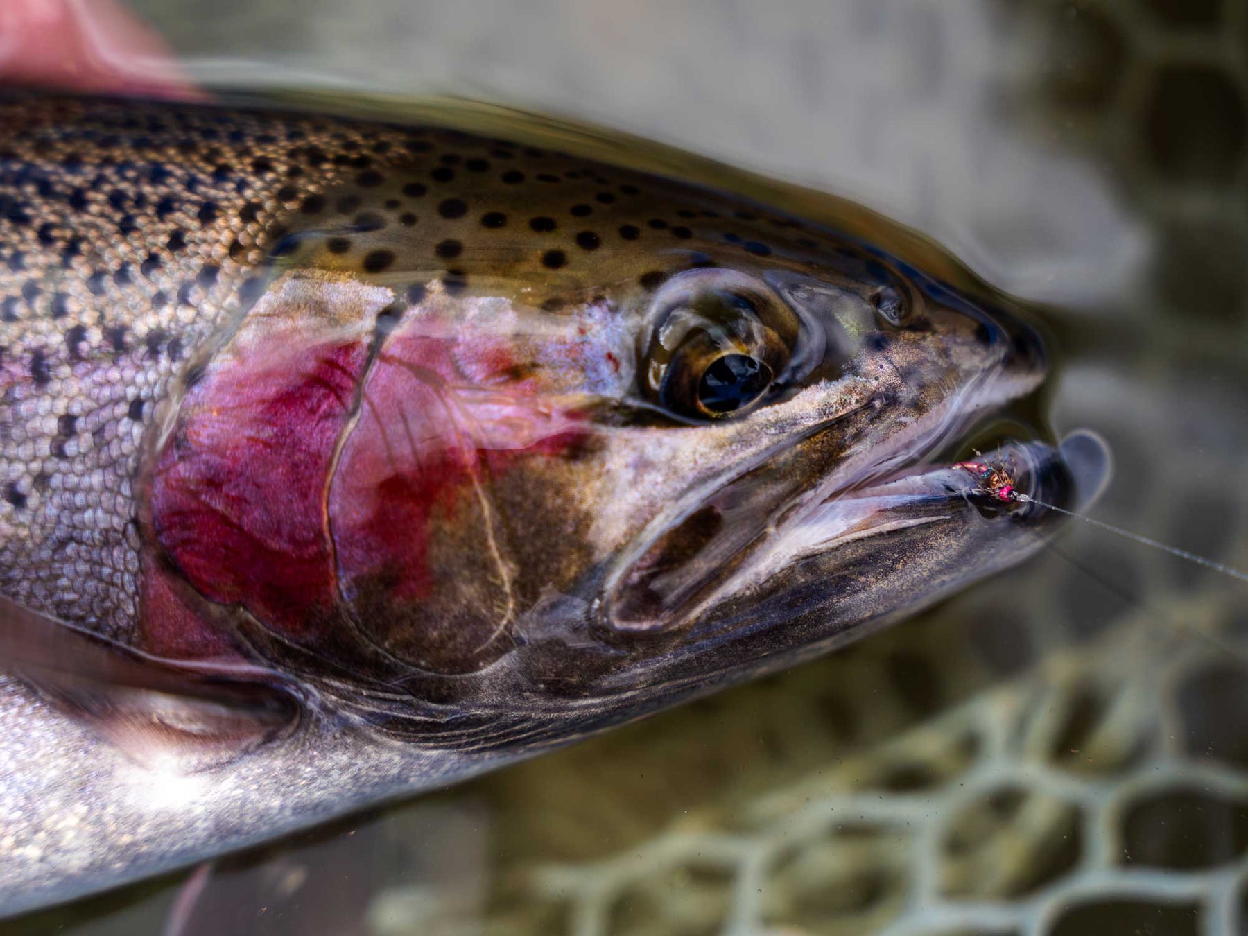 Yakoda Tungsten Sparkle Softy (3-Pack)