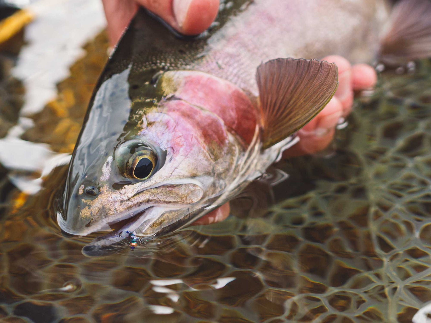 Yakoda Tungsten Sparkle Softy (3-Pack)