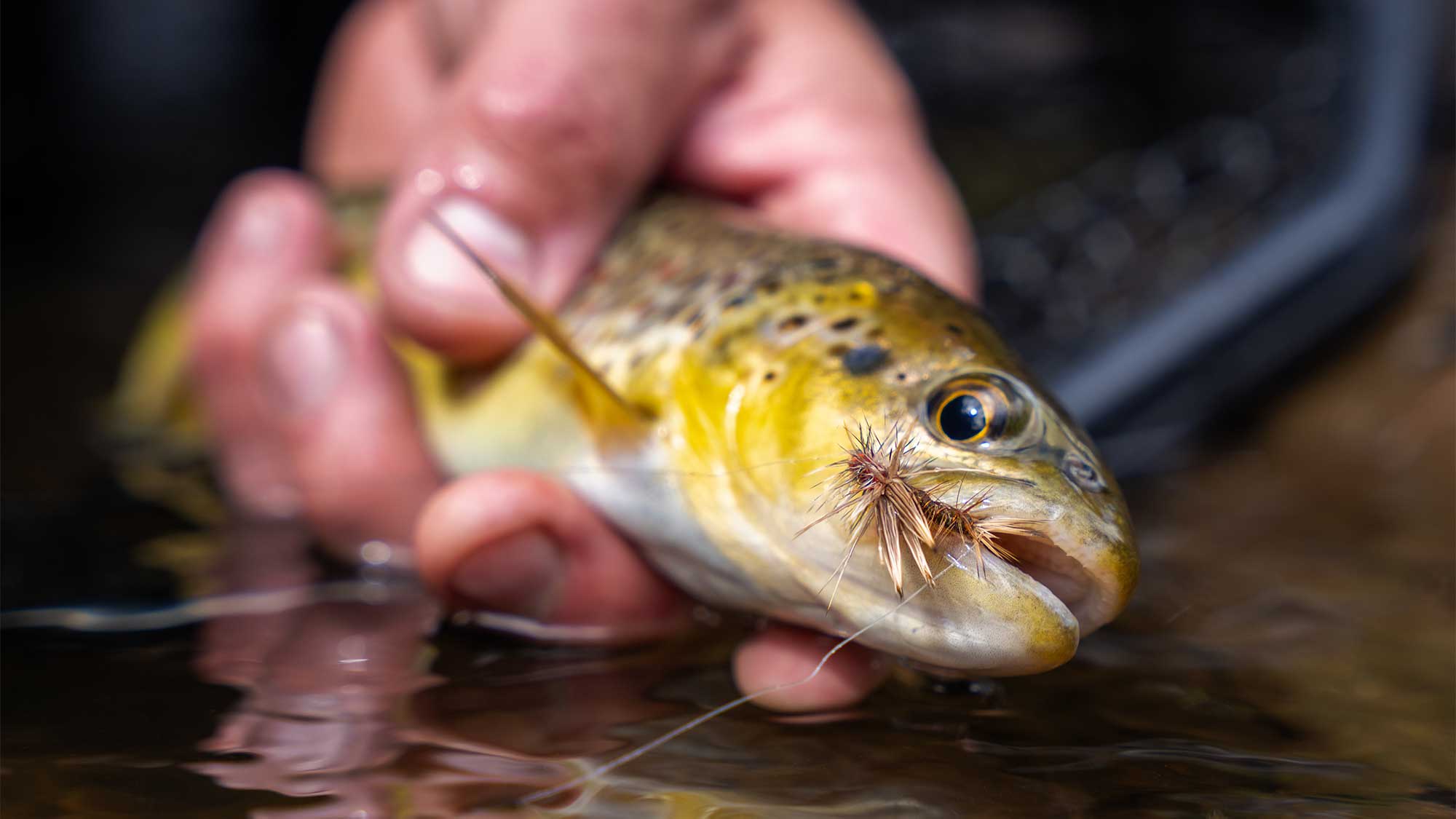 Q3 2025 Quarterly Fly Club