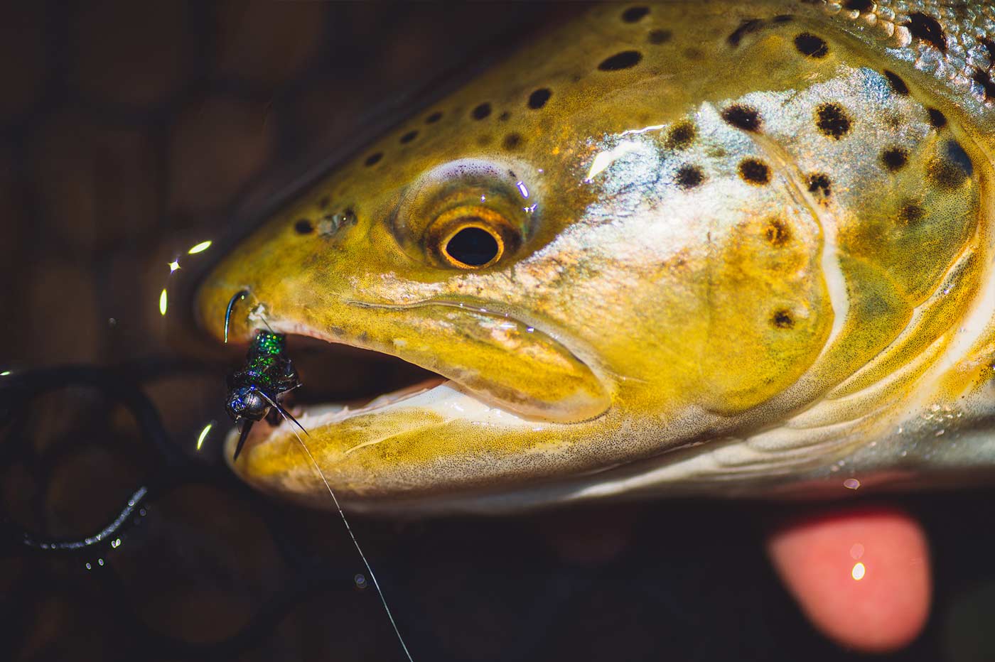Fall Fly Sale 2026