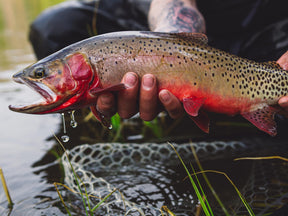 Stillwater Tin